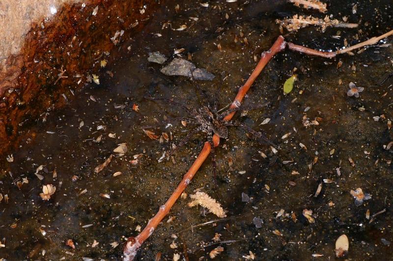 Dolomedes_ZZ321_D3591_Z_75_Mt Augustus_Australie.jpg